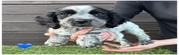 Cocker Spaniel dogs for sale: Pure Breed Cocker Spaniel Puppies For Sale - Advert 7
