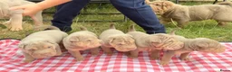 Shar Pei dogs for sale: QUALITY RARE lilac tan  puppy shar pei for sale  - Advert 5