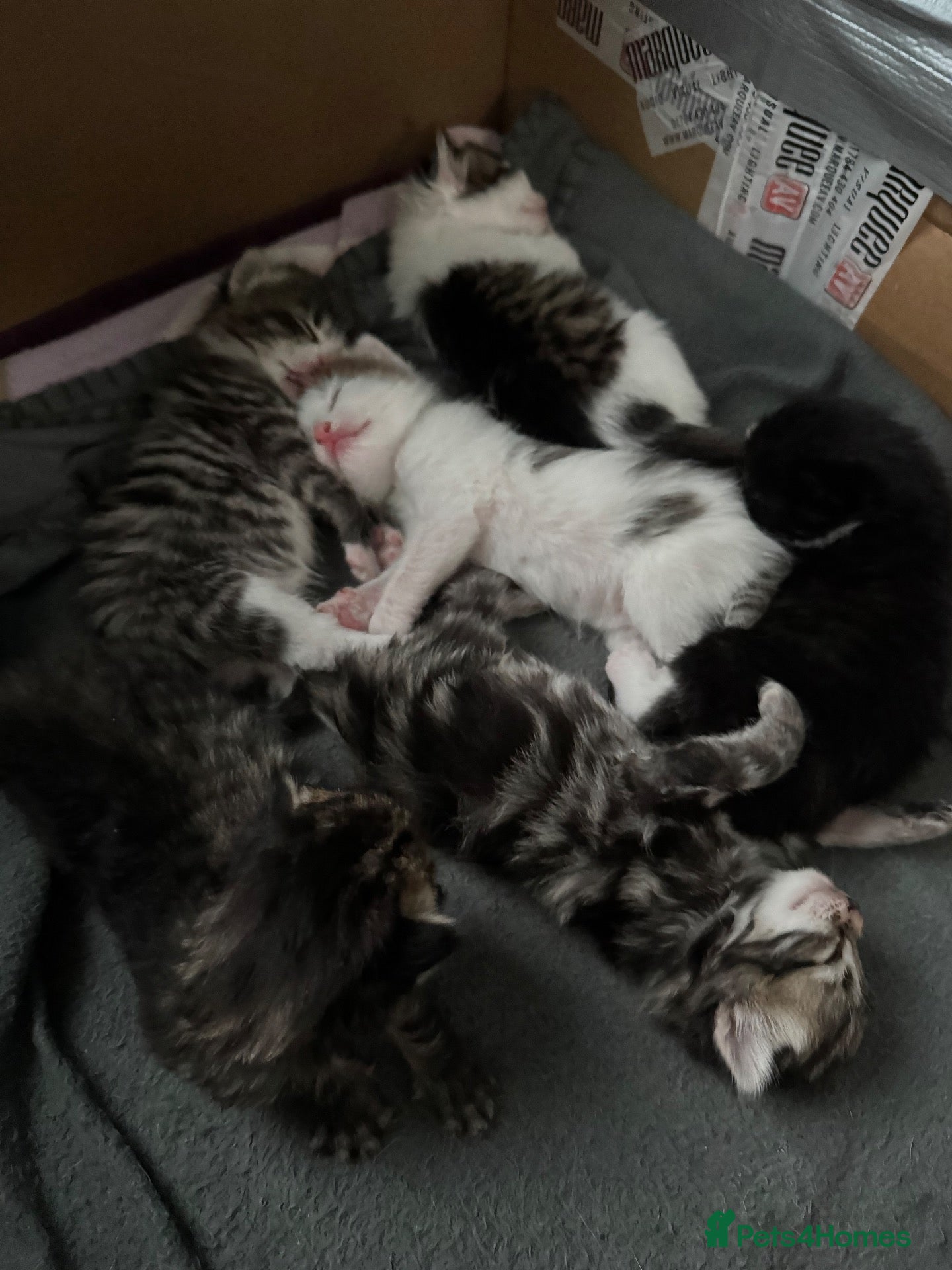 Mixed Breed cats 7 beautiful kittens - Advert 2