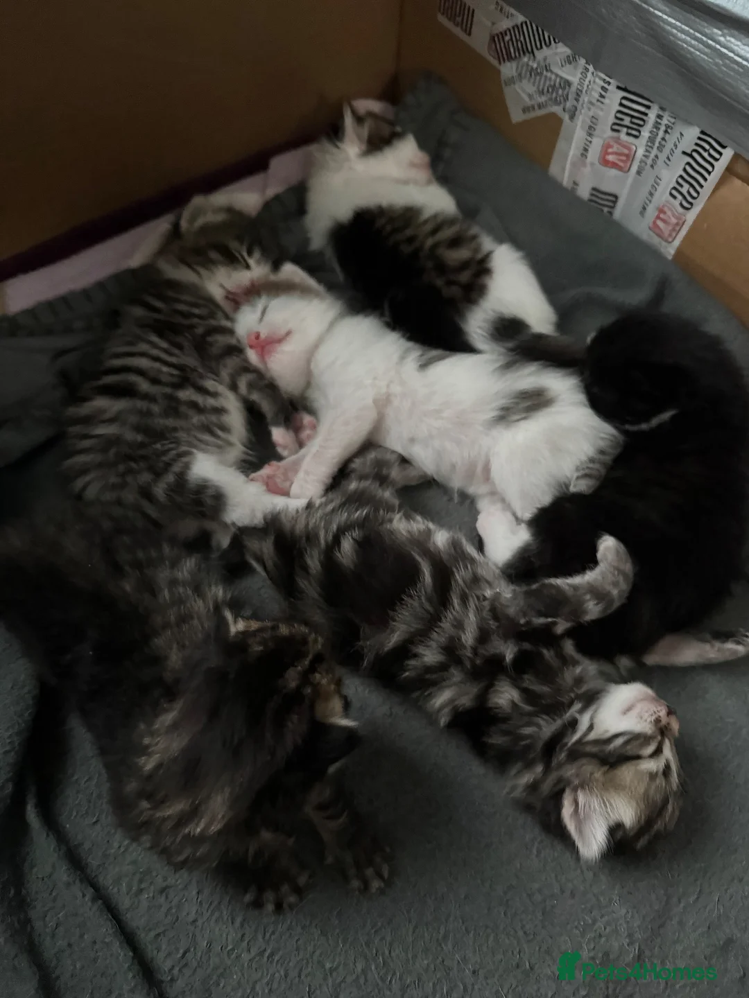 Mixed Breed cats for sale: 7 beautiful kittens - Advert 1