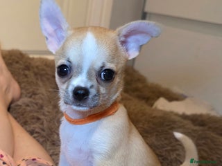 Chihuahua dogs CHIHUAHUA Puppies - Advert 3