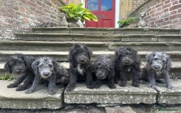 Bedlington Terrier dogs for sale: Super Friendly Bedlington Terrier Puppies - Image 2