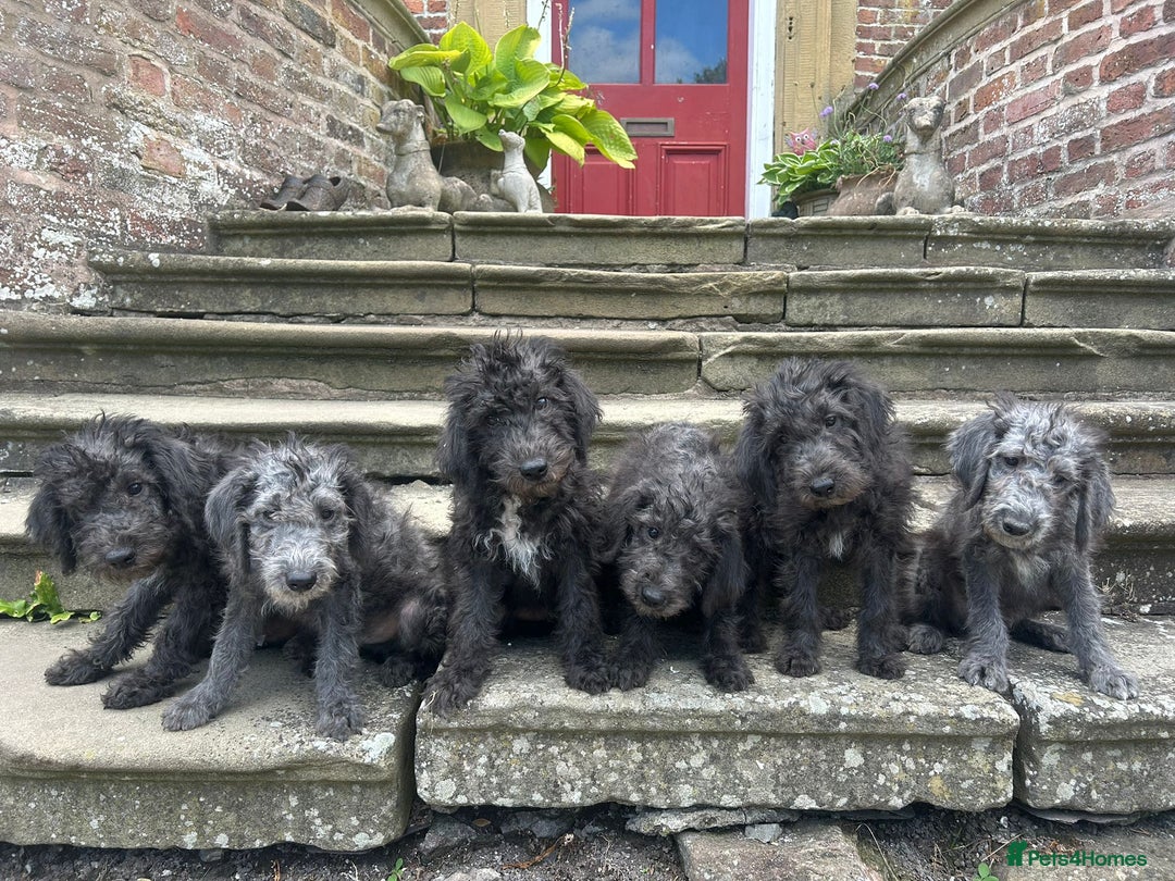 Bedlington Terrier dogs for sale: Super Friendly Bedlington Terrier Puppies - Image 2