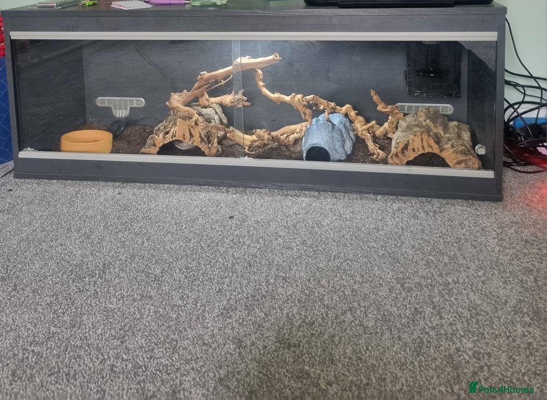 Corn Snake reptiles for sale: Adult Female Corn Snake For Sale - Image 4