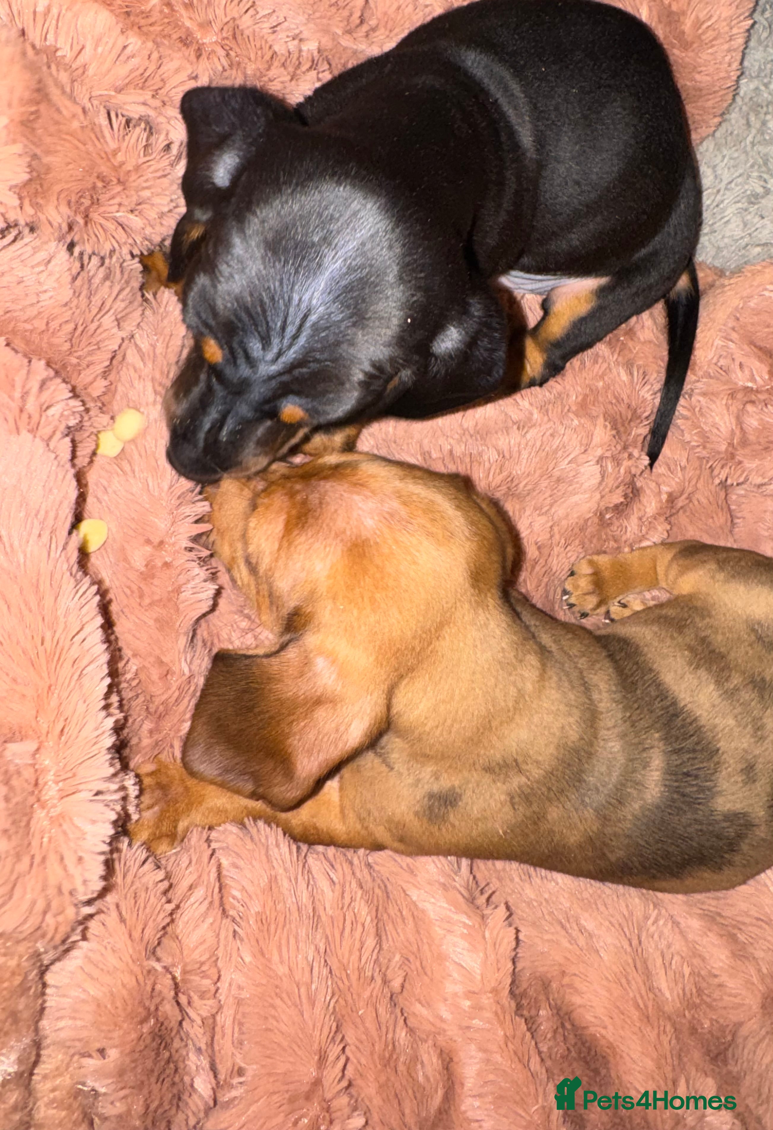 Miniature Dachshund dogs 4 Miniature Dachshund Puppies - Advert 3