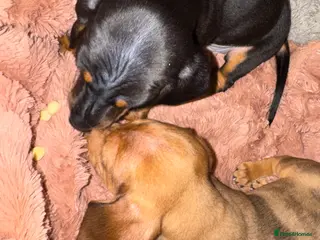Miniature Dachshund dogs 4 Miniature Dachshund Puppies - Advert 2