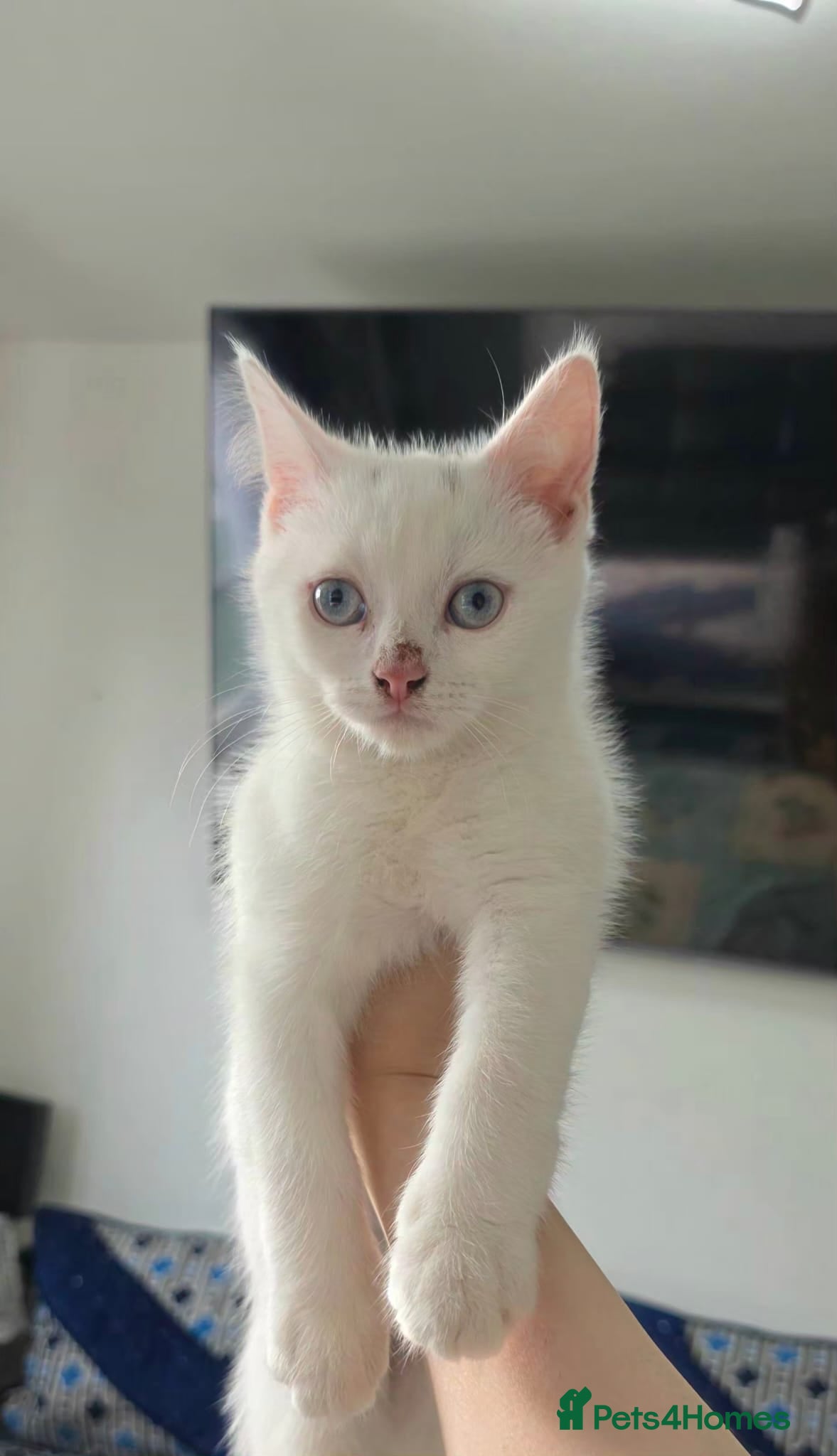 Mixed Breed cats Mixbread Cat - Advert 1