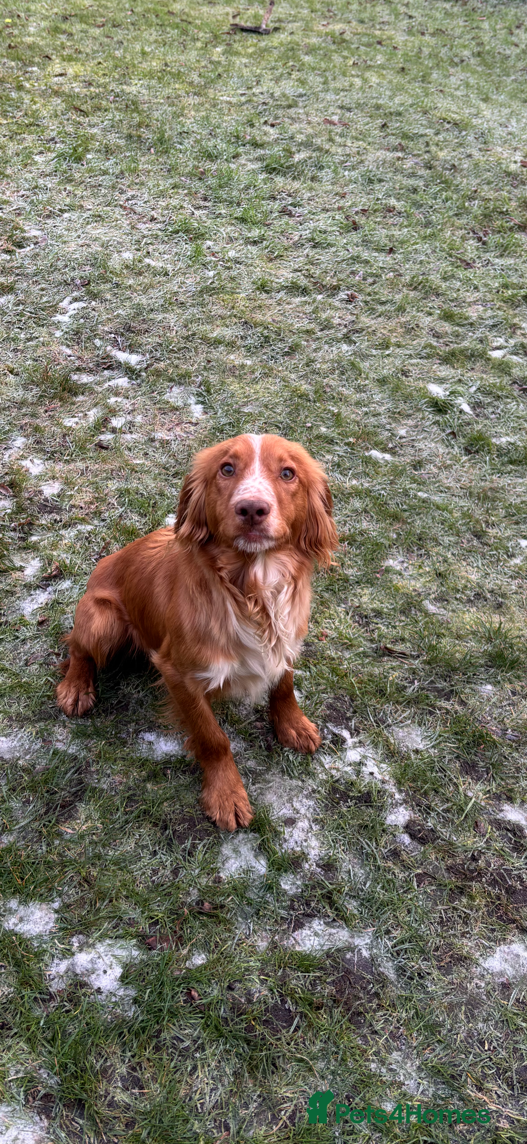 Cocker Spaniel dogs for sale: Cocker spaniel dog - Advert 5