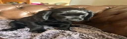 Cocker Spaniel dogs for sale: Ready to leave now! - Advert 4