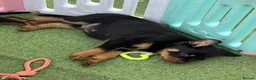 Rottweiler dogs for sale: Visionary Choice for a Loyal Rottweilers Companion in Halifax - Advert 12