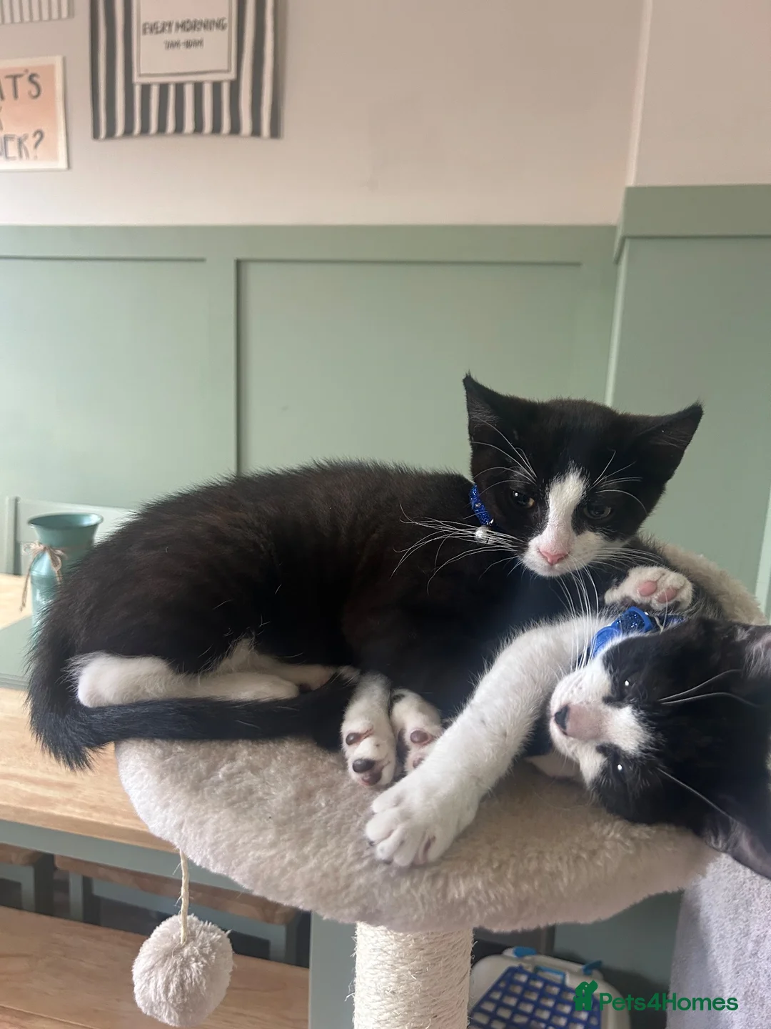 Mixed Breed cats for sale: Two sisters  **  together  in Liverpool - Advert 3
