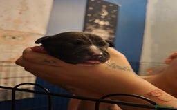 Mixed Breed dogs for sale: Lab/ staffys - Image 11