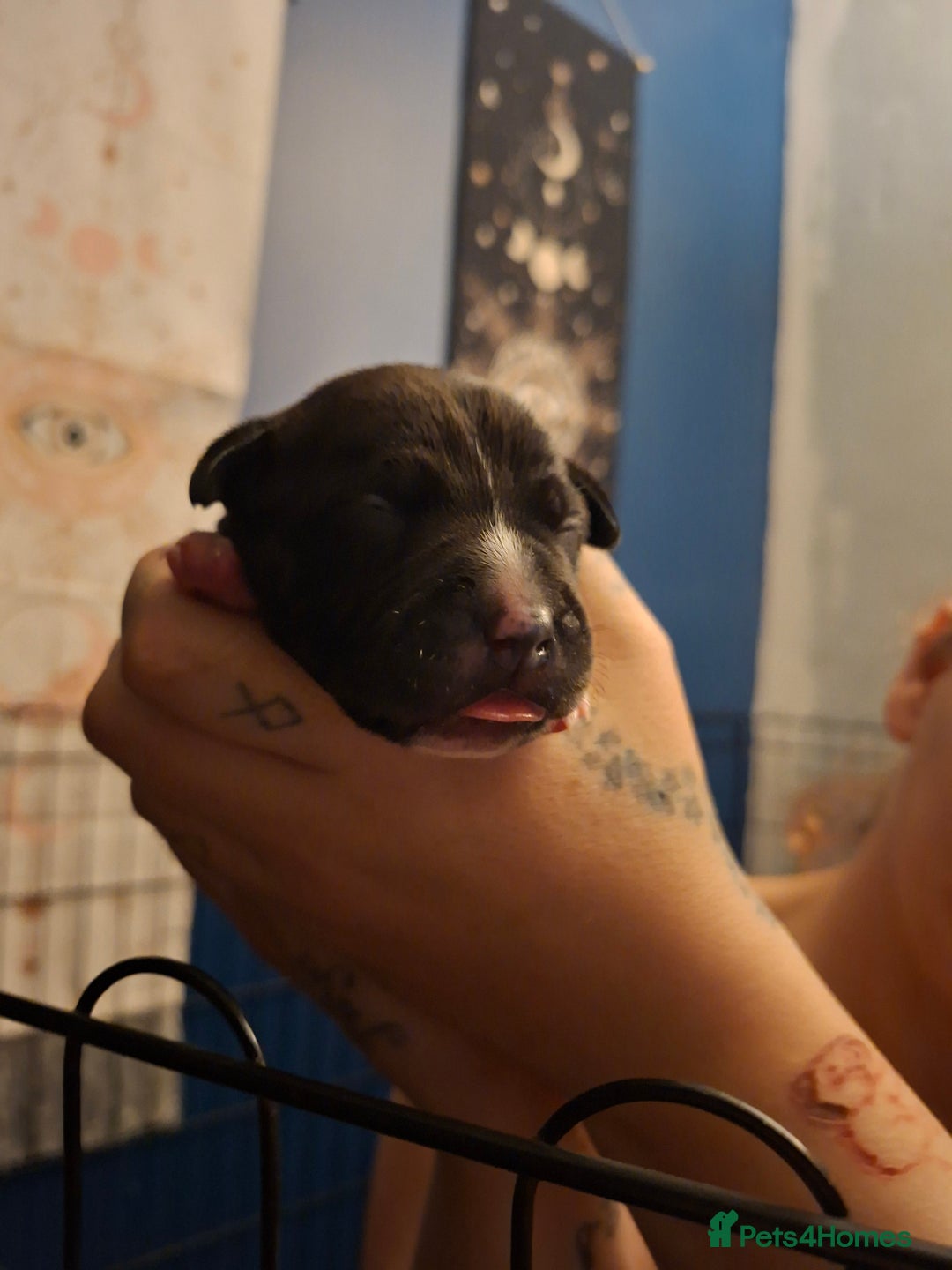 Mixed Breed dogs for sale: Lab/ staffys - Image 11