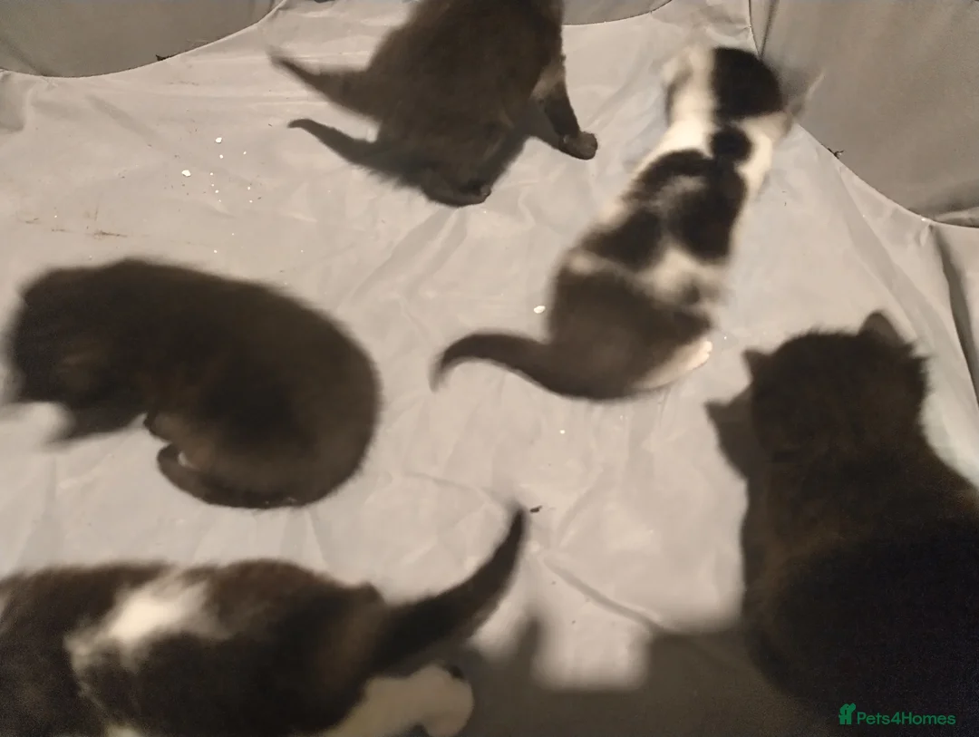 British Shorthair cats for sale: Beautiful kittens  - Advert 5