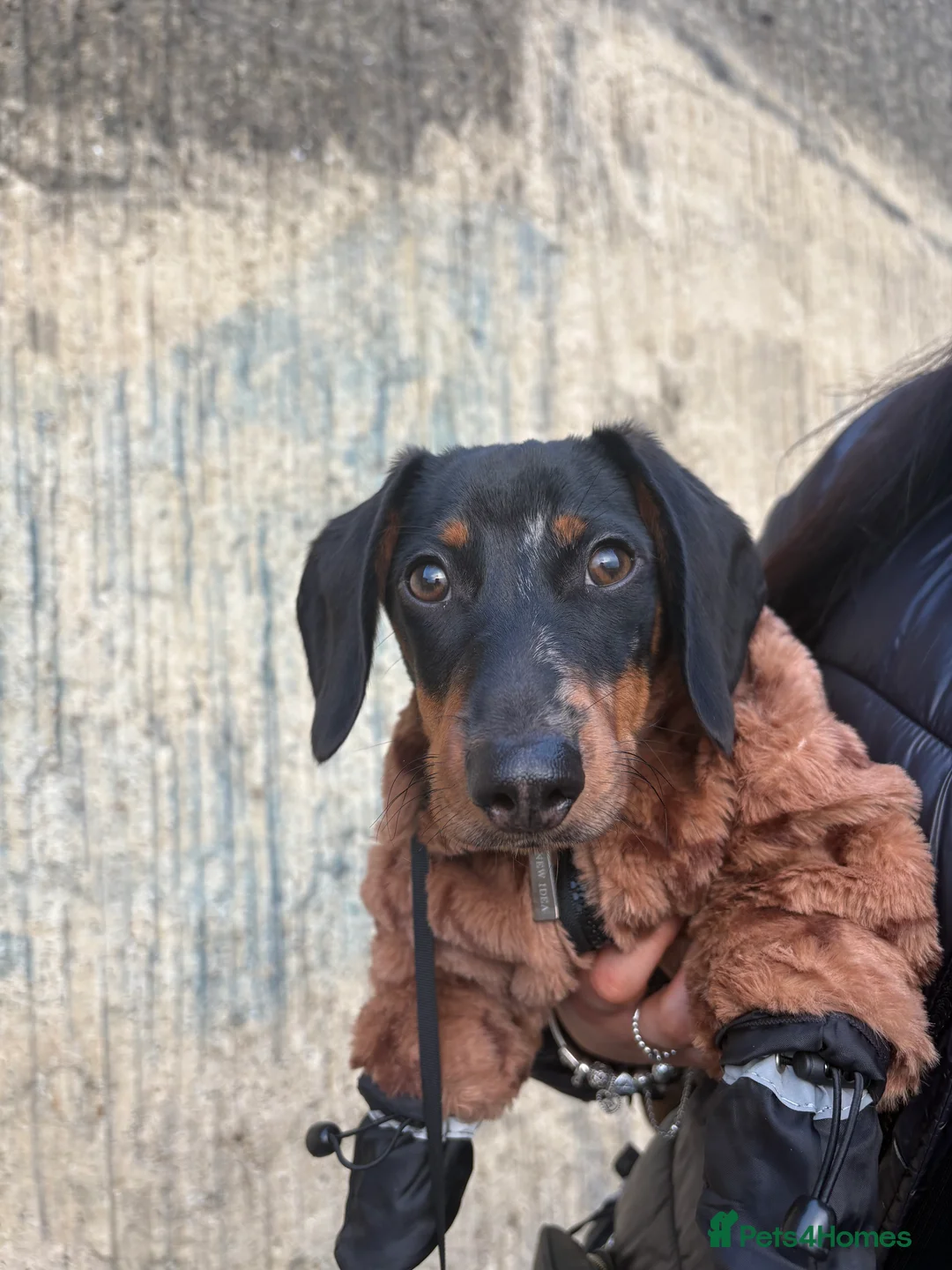 Dachshund dogs for sale: Black and Tan dachshund  in Hove - Advert 6