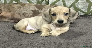 Miniature Dachshund dogs - Advert 2