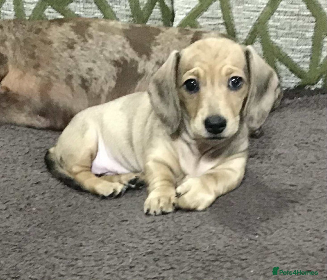 Miniature Dachshund dogs for sale: Beautiful bitch pup - Image 2