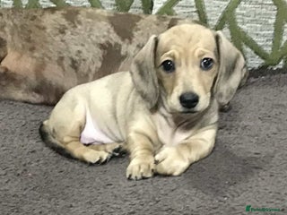 Miniature Dachshund dogs - Advert 15