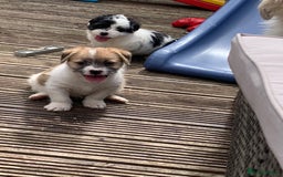 Mixed Breed dogs for sale: Shihtzu x jackrussell pups - Image 5
