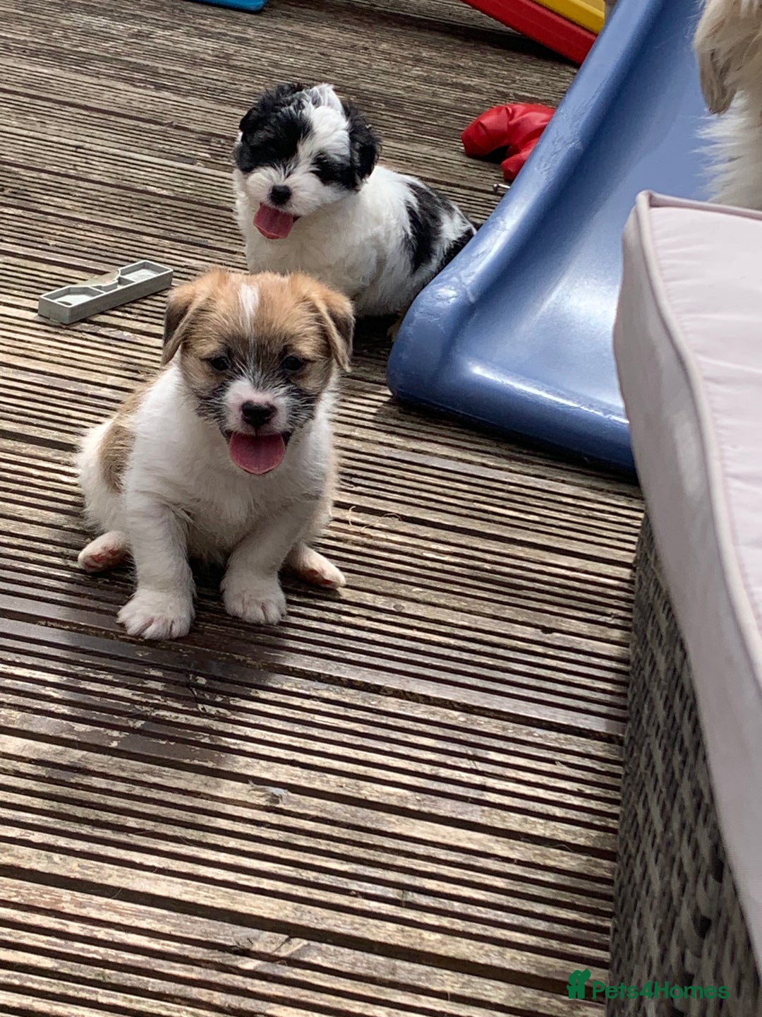 Mixed Breed dogs for sale: Shihtzu x jackrussell pups - Image 5
