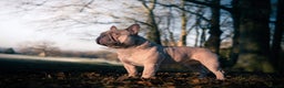 French Bulldog dogs for stud: Quality Lilac Fawn Quad Proven Stud(NW/UK) in Chesterfield - Advert 10