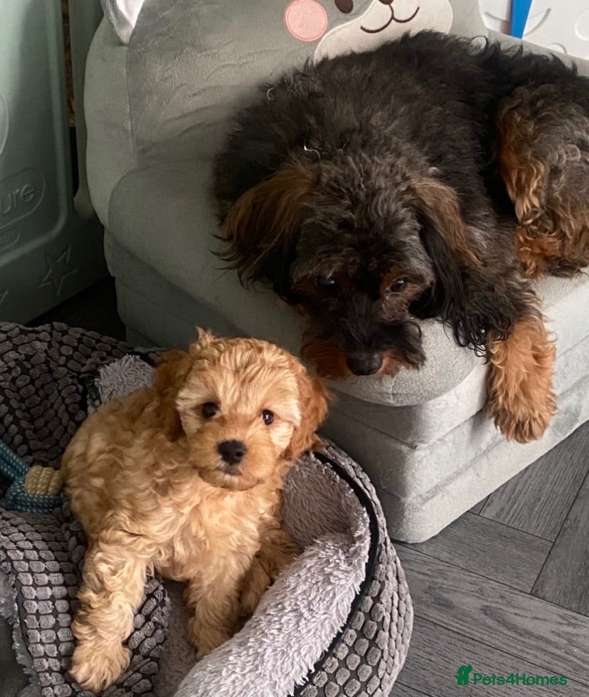 Cavapoo dogs Stunning toy-Cavapoo fully DNA tested parent   - Advert 7