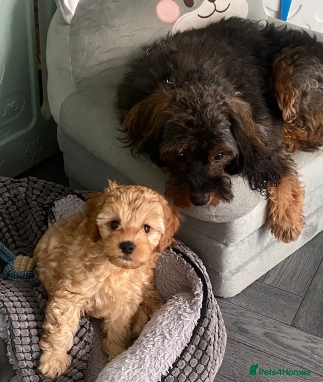 Cavapoo dogs for sale: Stunning toy-Cavapoo fully DNA tested parent   - Advert 1
