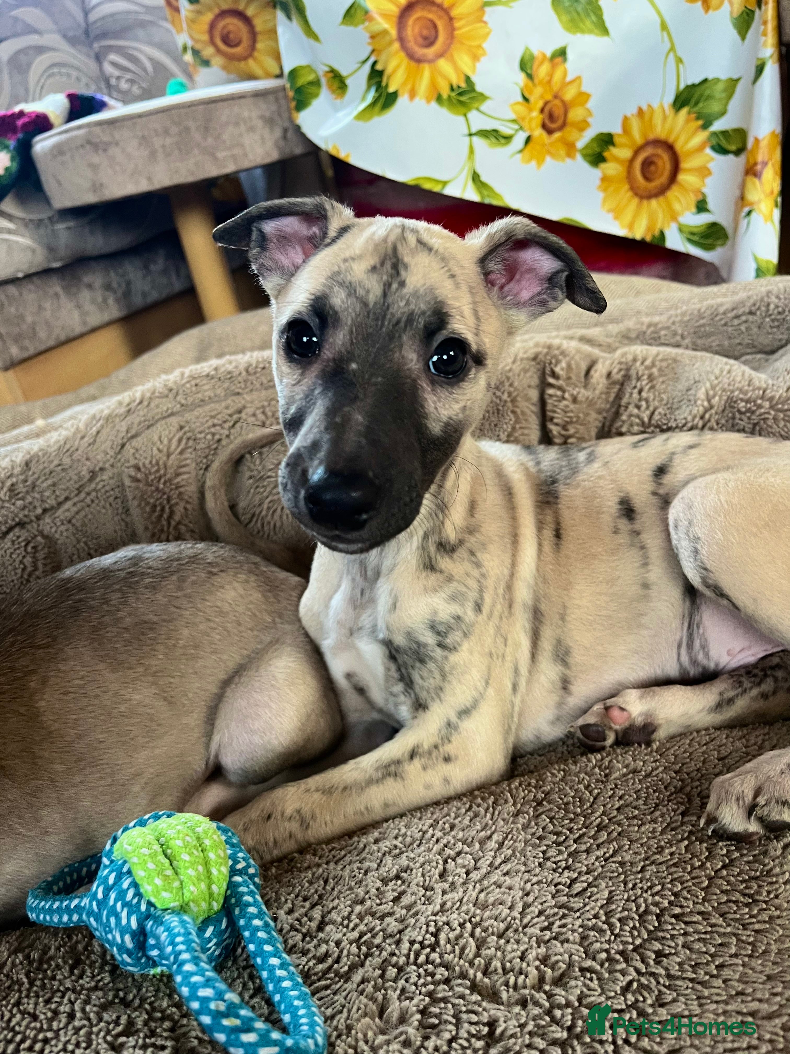 Whippet dogs Gorgeous KC Whippet Pups - Advert 16