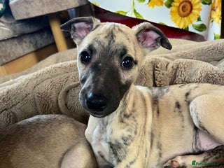 Whippet dogs Gorgeous KC Whippet Pups - Advert 16