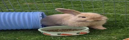 Mini Lop rabbits for sale: Mini lop for sale  in Atherstone - Advert 2