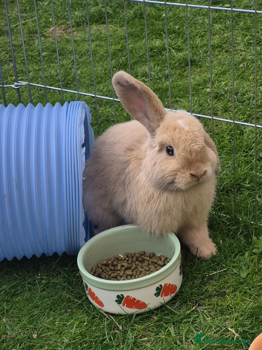 Mini Lop rabbits for sale: Mini lop for sale  in Atherstone - Advert 2
