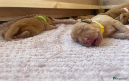 Labrador Retriever dogs for sale: Stunning Fox Red Labrador Puppies – Working lines - Image 23