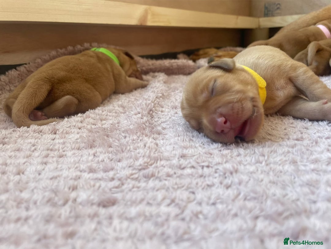 Labrador Retriever dogs for sale: Stunning Fox Red Labrador Puppies – Working lines - Image 23