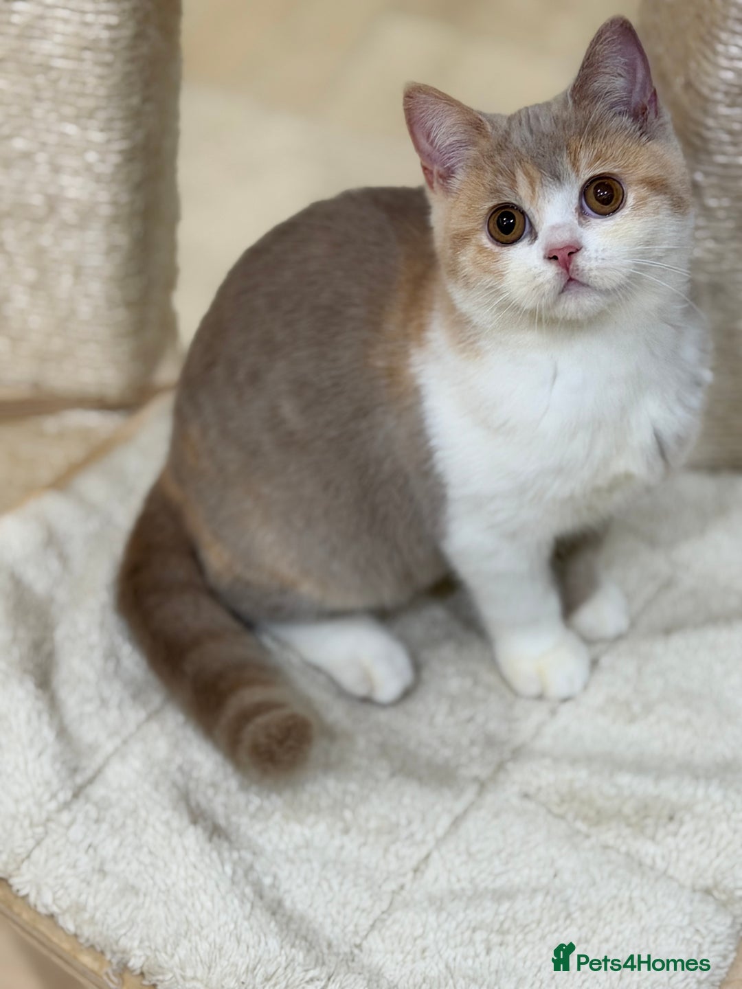 British Shorthair cats for sale: READY NOW - Full Pedigree Registered BSH kittens  - Advert 28
