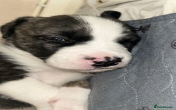 Mixed Breed dogs for sale: American bulldog x bullmastiff puppies - Image 4