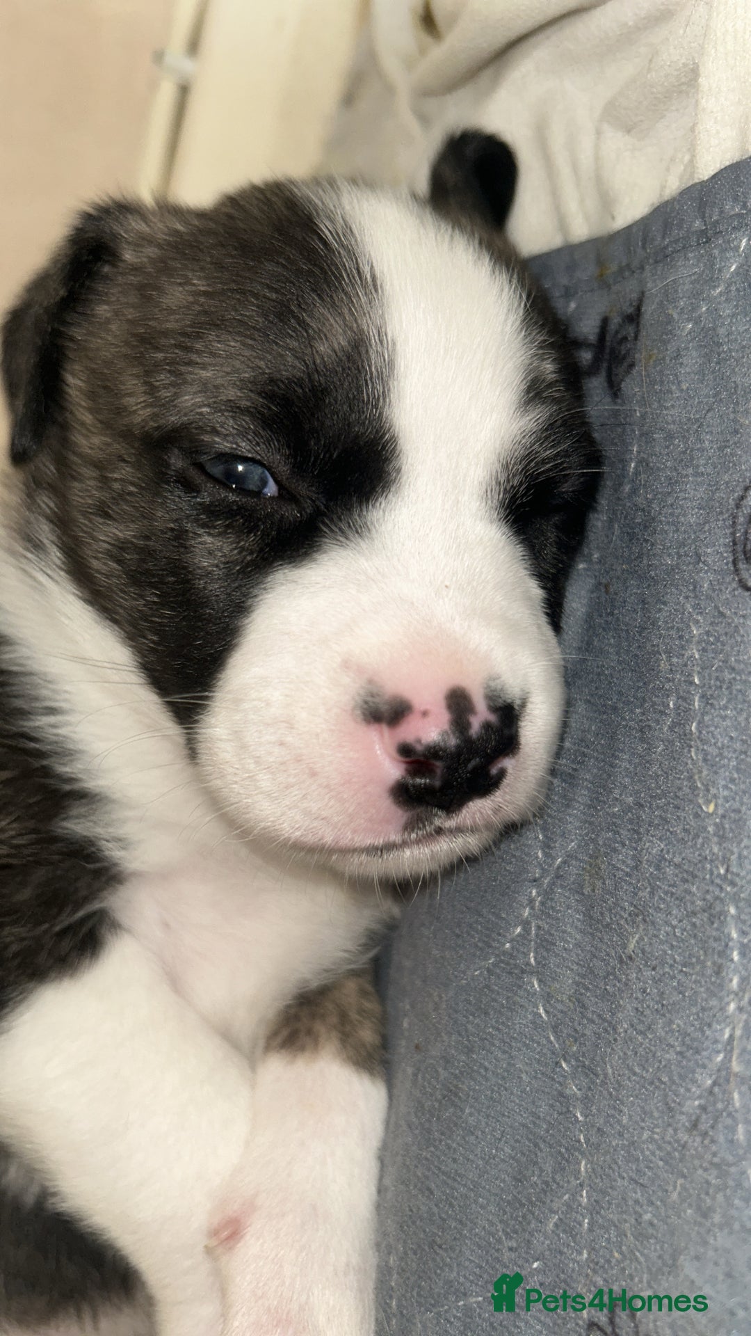 Mixed Breed dogs for sale: American bulldog x bullmastiff puppies - Image 4