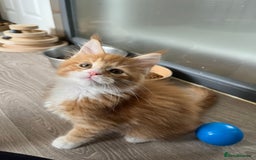 Maine Coon cats for sale: GCCF pedigree Maine Coon Kittens  - Image 20