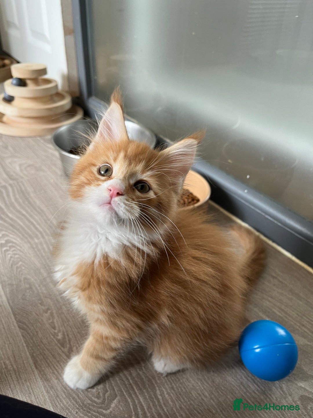 Maine Coon cats for sale: GCCF pedigree Maine Coon Kittens  - Image 20