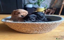 Cockapoo dogs for sale: Last Male fantastic champion line 20 combined  - Image 24