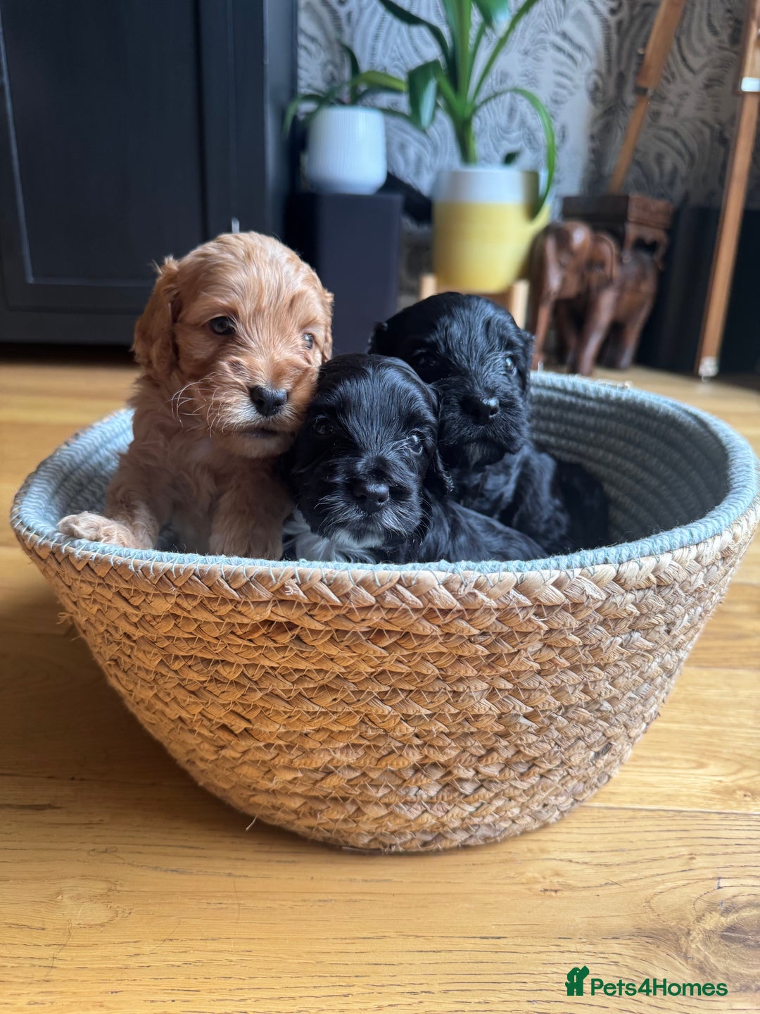 Cockapoo dogs for sale: Last Male fantastic champion line 20 combined  - Image 24