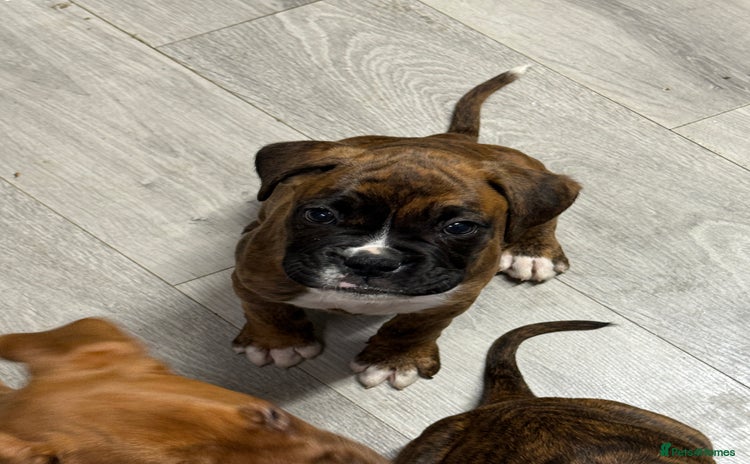 Boxer dogs - Advert 1