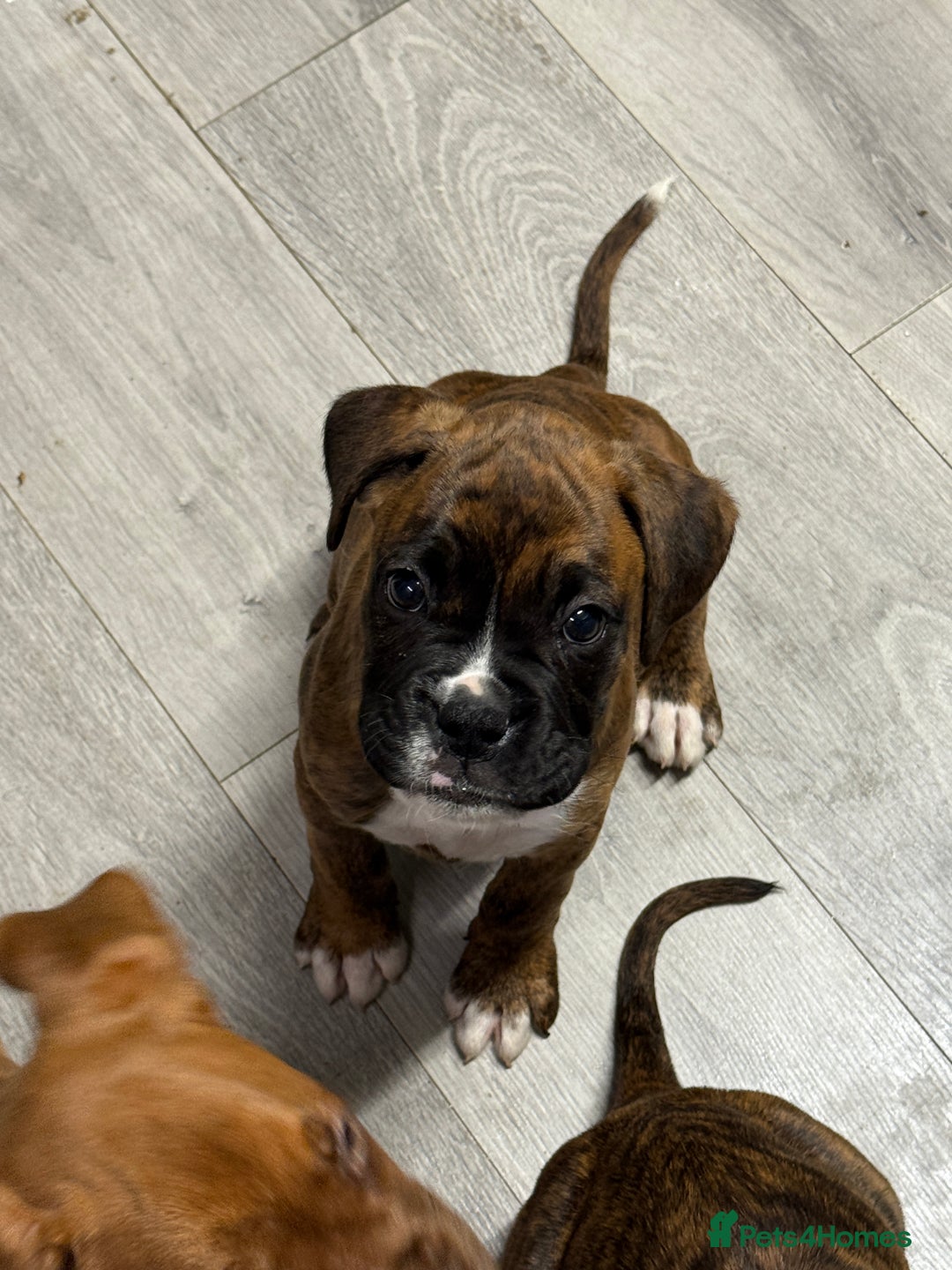 Boxer dogs for sale: Beautiful boxer puppies  - Image 1