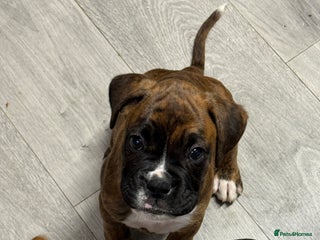 Boxer dogs - Advert 35