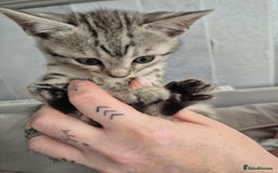 Mixed Breed cats for sale: Mixed bengal kittens  - Image 17