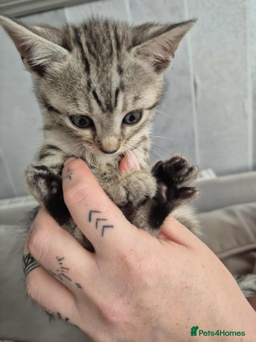 Mixed Breed cats for sale: Mixed bengal kittens  - Image 17