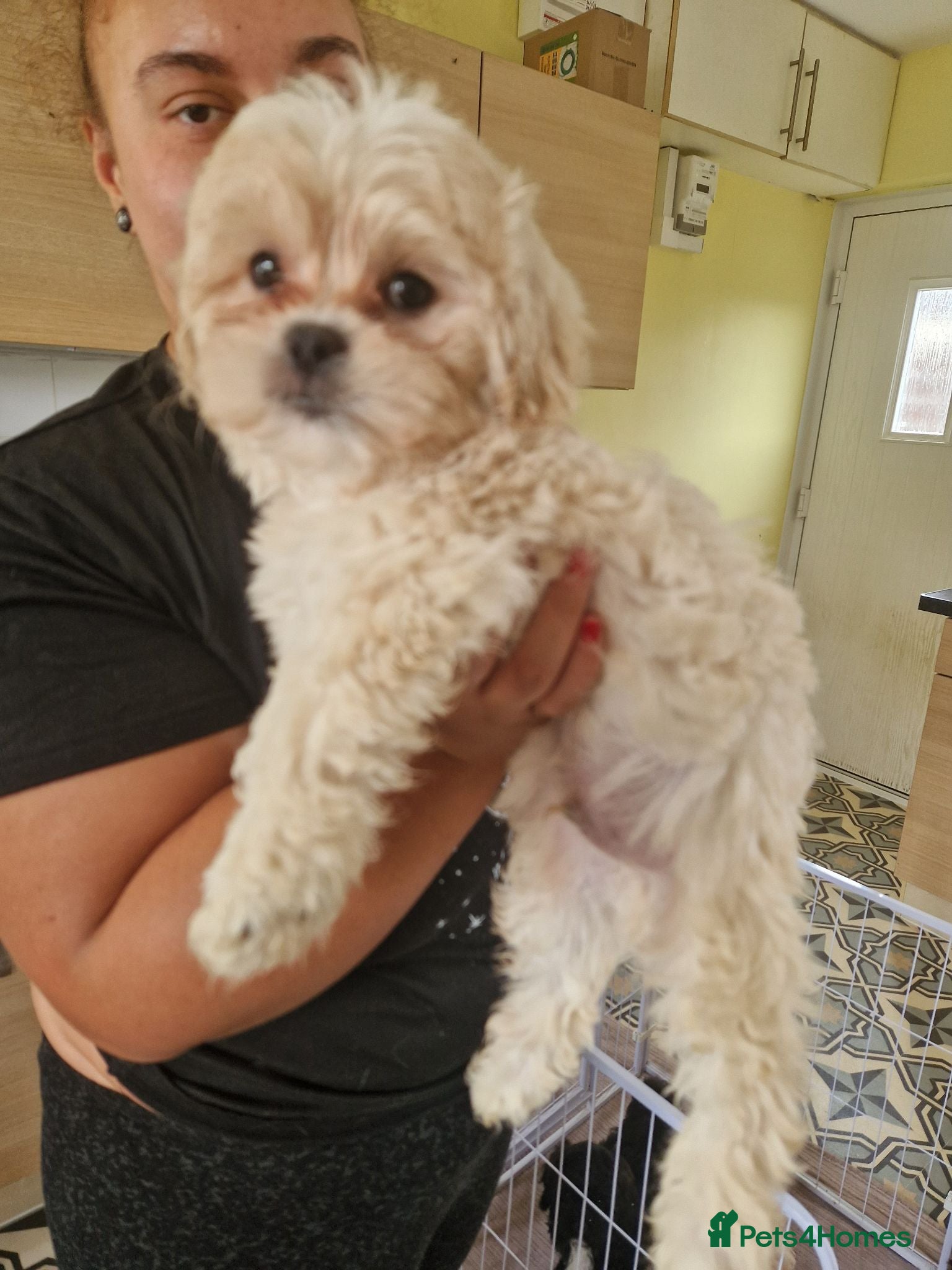 Shihpoo dogs Beautiful shih poo puppies for sale - Advert 18