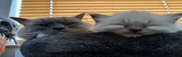 Ragdoll cats for sale: Gorgeous Ragdoll Kittens  - Advert 23