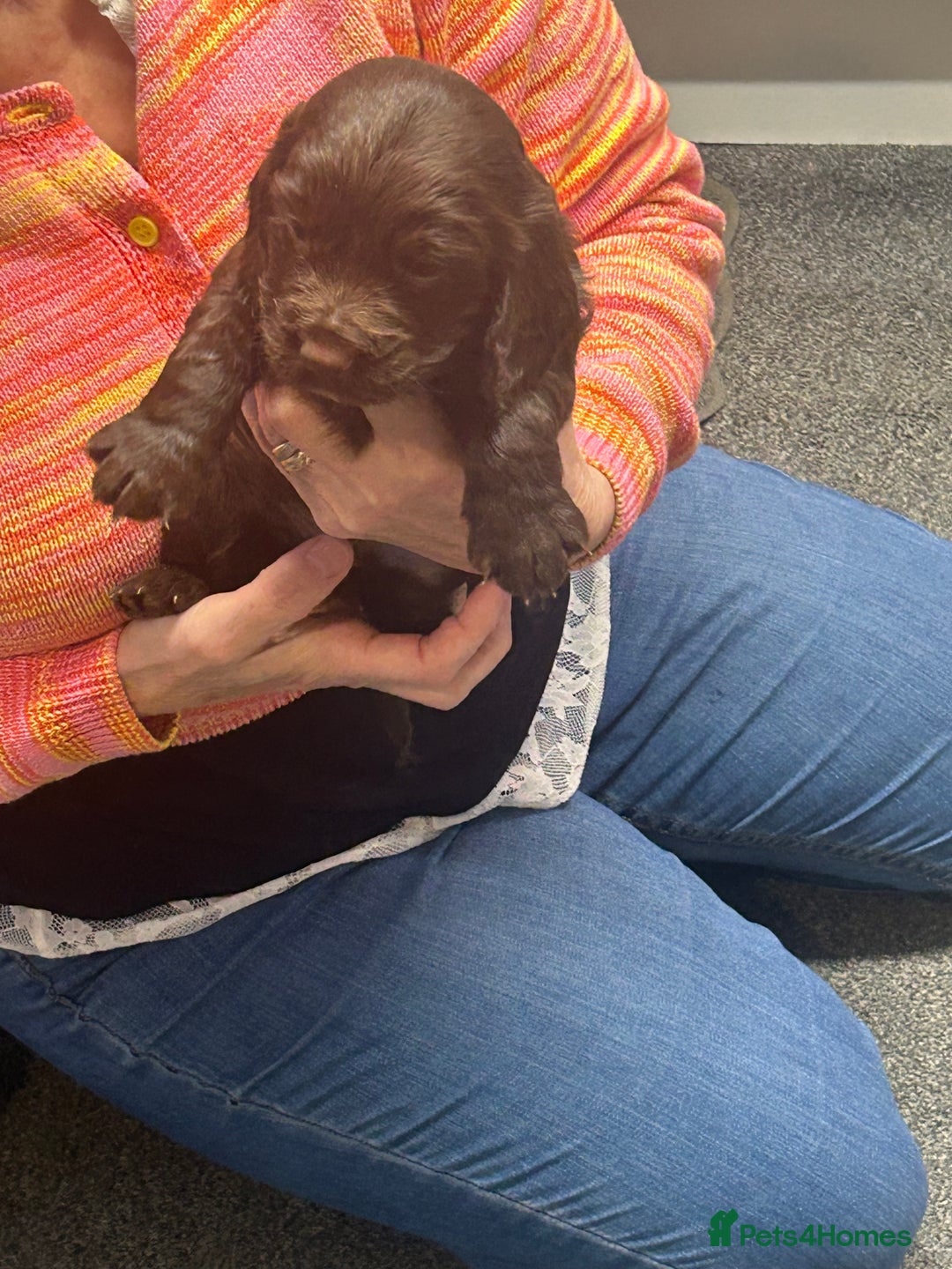 Cocker Spaniel dogs for sale: Working cocker spaniels - Advert 8