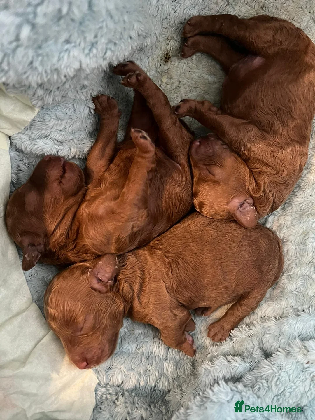 Toy Poodle dogs for stud: Health tested fox red toy poodle stud  in Stevenage - Advert 26