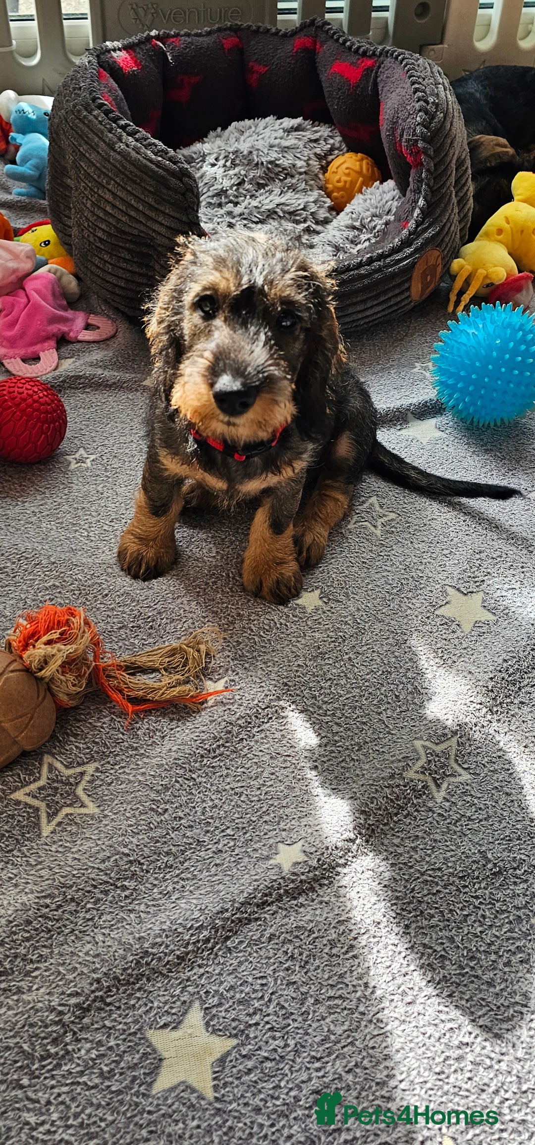 Dachshund dogs for sale: Outstanding Standard Wire haired Dachshund puppies - Image 12